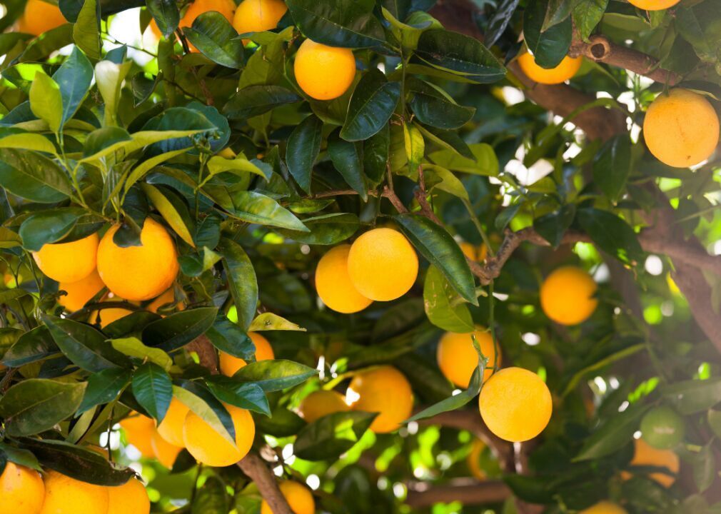 #2 (lowest): Citrus fruit